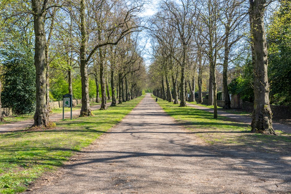 A straight, wide gravel pathway running through Cranford Park, flanked by evenly spaced leafless trees with thick trunks, casting patterned shadows on the ground. The path extends into the distance under a clear blue sky, surrounded by patches of green grass and bushes on either side. To the left of the path, a small signpost and a bench are visible, while on the right, there are glimpses of residential properties partially obscured by the trees. This outdoor scene provides a tranquil setting suitable for a home relocation route, reflecting the quiet environment where moving services such as packing, furniture transport, and loading processes by Man With a Van Cranford may take place during a house removal from Cranford Park to Hounslow West.